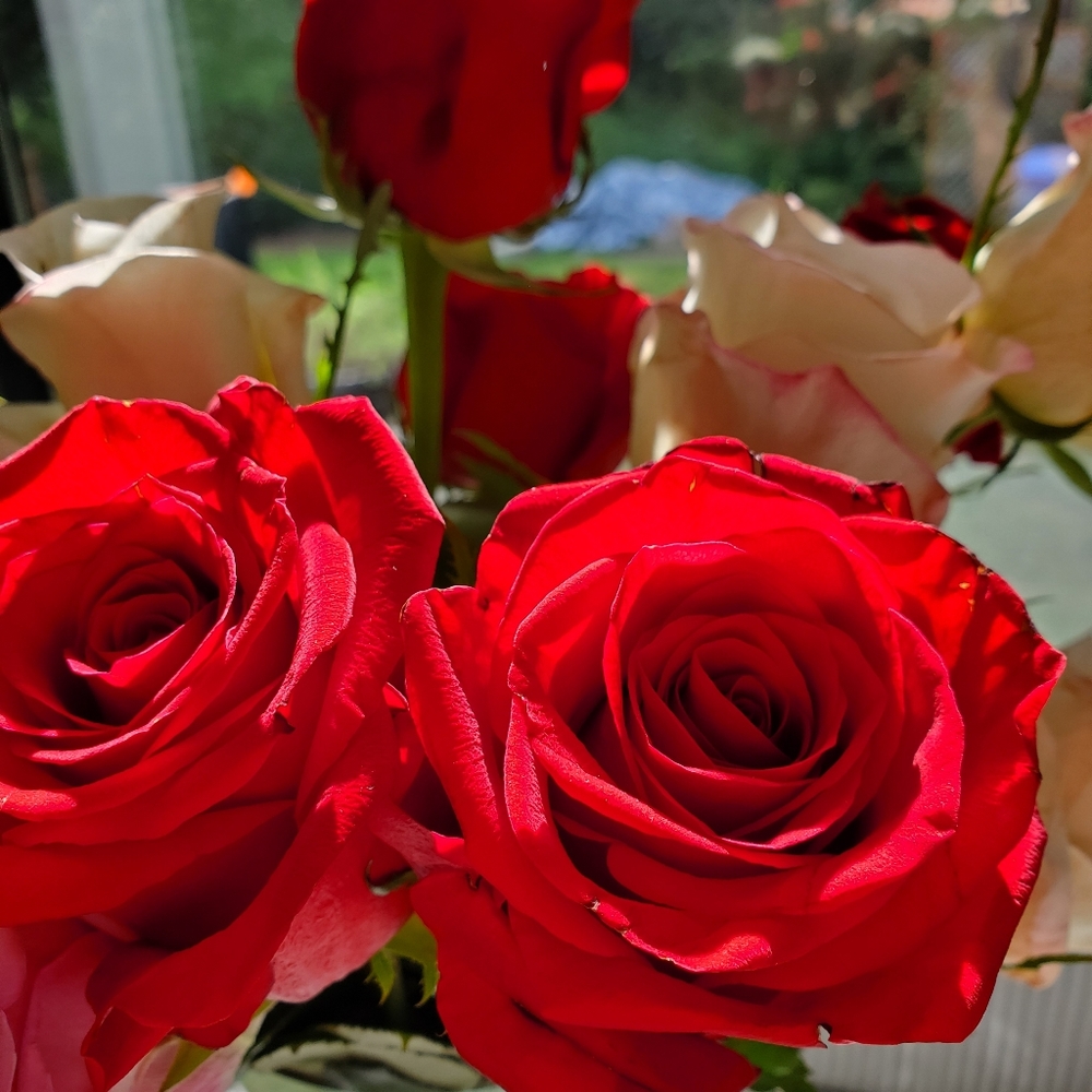 Meet your Posher, Kailee